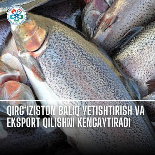Kyrgyzstan to Expand Fish Production and Exports